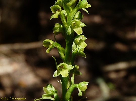 {Platanthera flava var. flava}